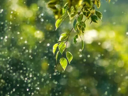 New Moon Meditation | Taurus | Grounding | Slowing Down |