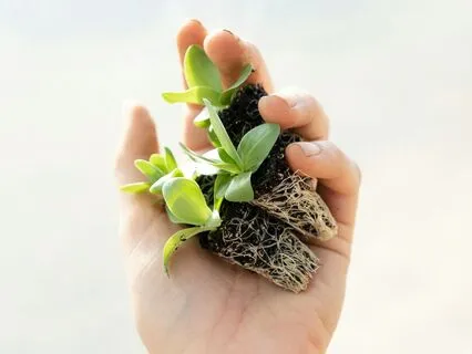 New Moon Renewal: Planting Seeds And Intentions