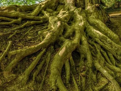 New Moon Rohini | Taurus | Vedic Astrology