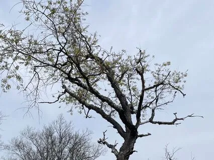 New Moon Shamanic Drum Clearing Ritual – Live Recording