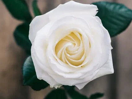 New Moon Yoga Nidra | Womb of Existence