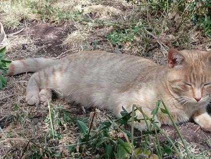 New Pet Nidra | Bonding Meditation