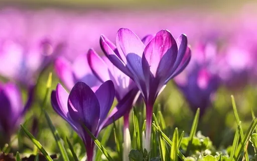 New Season: A Meditation For Spring Equinox