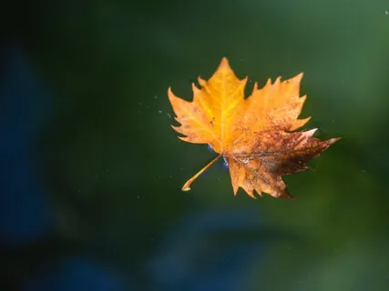 New Steps For Healing The TPJ