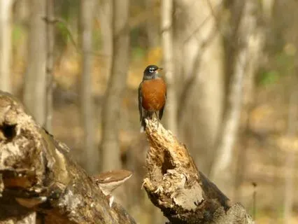 New Way to De-Stress! 369 Hz Tuning Fork + Birdsong Ambience