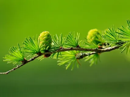 New Wonder: Beholding Opportunities