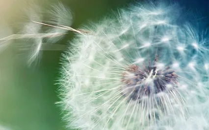 New Year Let Go Meditation 新年冥想 | 放手, 再前進