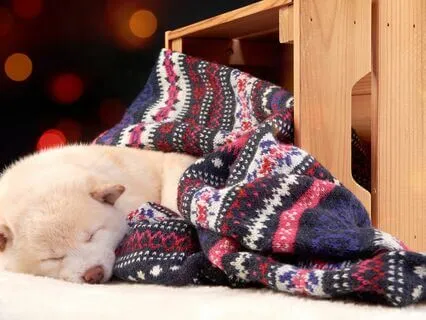 New Year New You | Manifest Goals Before Sleep