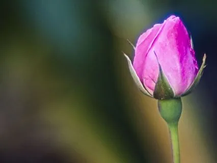 New Year’s Meditation  For Transformation & Becoming New