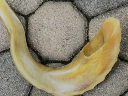 New Year Shofar Meditation