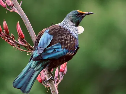 Sound Journey Excerpt With New Zealand Birdsong