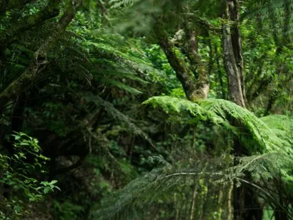 New Zealand Birdsong For Spirit Refreshing
