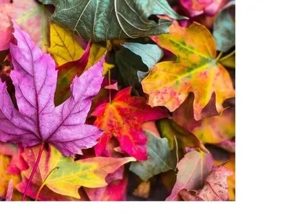 Neworld Sleep Meditation: Healing Colours