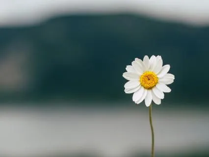 NICU Meditation: For The Drive Home From The Hospital