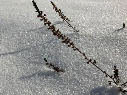 Nidra: Calming Your Mind