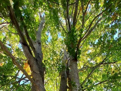 Nidra For A Crossroads