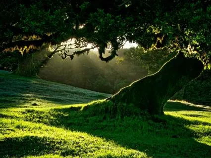 Nidra For A Total Reset Through Rest - Renew Part 1