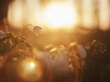 Nidra For Liberation