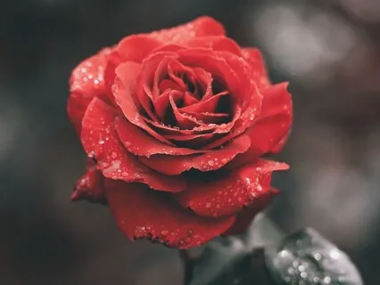 Yoga Nidra For Rest & Relaxation