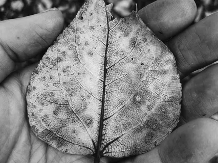 Nidra Journey™ - With The Earth