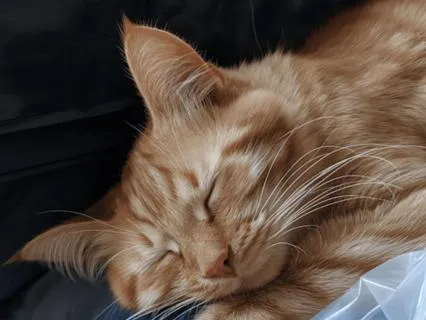 Nidra Nap For Overwhelm