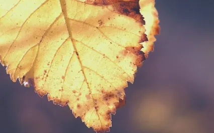 Nidra Works - Yoga Nidra | Autumn