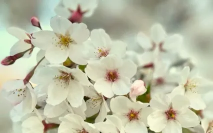 Nidra Works - Yoga Nidra | Spring