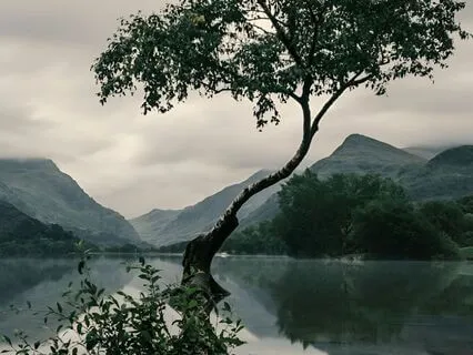 Night Ambient Sounds Of The Swamp: Deep Sleep