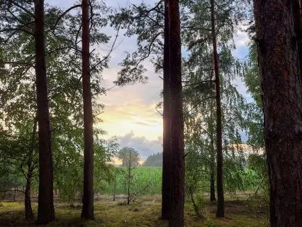 Night at the Cabin – Forest Soundscape for Sleep (8h)