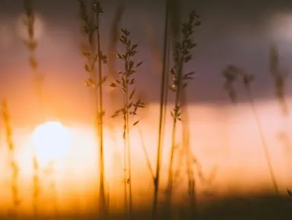 Night Breeze