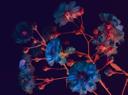 Night Flower (Flor De Noche) 