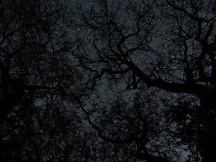 Night Forest Ambience With Crickets And Starry Sky