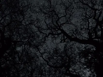 Night Forest Ambience With Crickets And Starry Sky