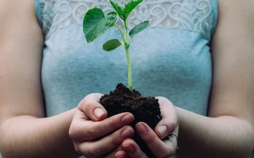 Night Forest And Koshi Nature Sound Healing