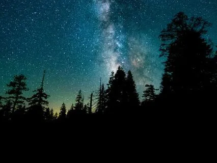 Night Forest Soundscape