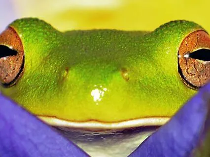 Night Frogs