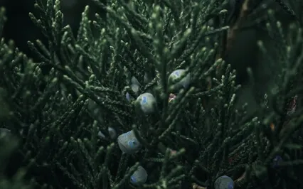 Night In A Forest - Visual Meditation