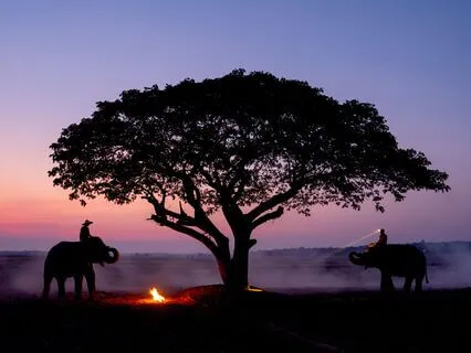Night In The African Serengeti Sleep Story With Nature Sound