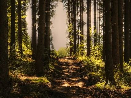 Night Is Coming To The Forest