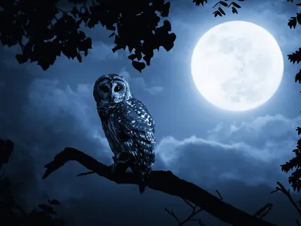 Night Life Binaural Sound Meditation