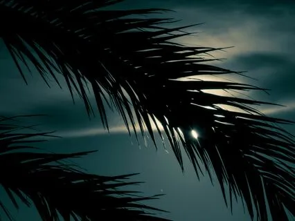 Night Ocean Sound & Cello