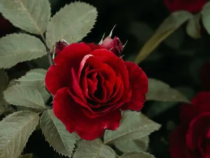 Night’s Gentle Embrace – A lullaby For The soul