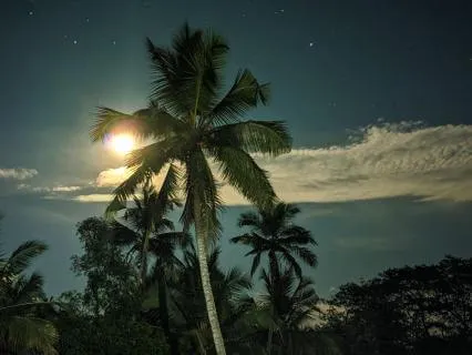 Night Sounds For Sleeping (Coquí Frogs In Forest) - 8 Hours