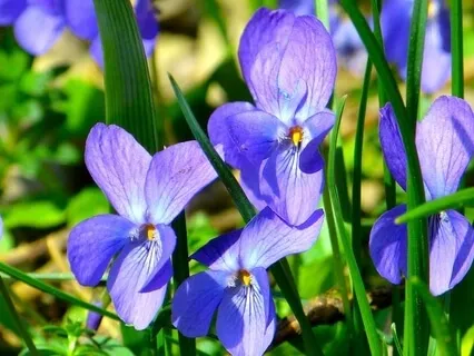 Night Time Prayer for Rest