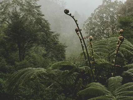 Nightfall In The Tropics: Melodies From The Jungle’s Depths