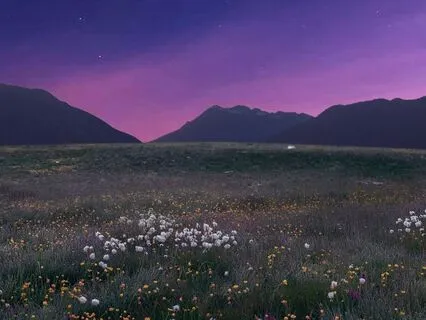Nightfall Meadow