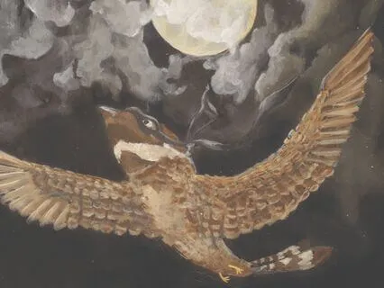 Nighthawk Ninja-Smooth Energy Dance Concept For Kids