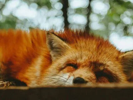 Nightly Yoga Nidra For Deep Sleep