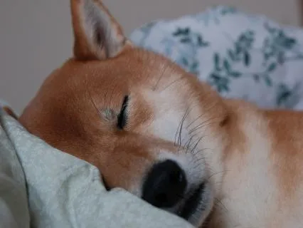 Nightly Yoga Nidra For Deep Sleep (10 Hrs)