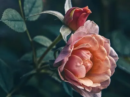 Nightmare Relief: Calm & Restful Sleep